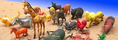 Đồ chơi con vật