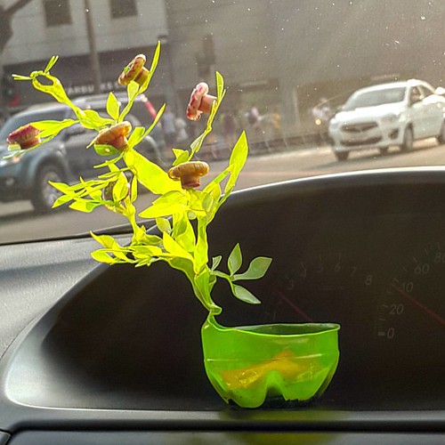 Cach-lam-cay-xanh-bang-chai-nhua