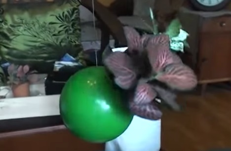 cach-lam-chau-hoa-treo-tu-qua-bong-nhua