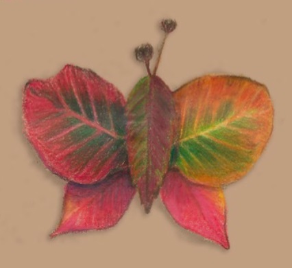 Nhấn vào ảnh để phóng to cach-lam-con-buom-bang-la-cay