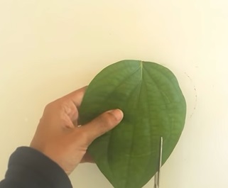 Nhấn vào ảnh để phóng to cach-lam-con-tho-bang-la-cay