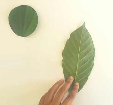 Nhấn vào ảnh để phóng to cach-lam-con-tho-bang-la-cay