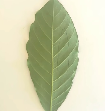 Nhấn vào ảnh để phóng to cach-lam-con-tho-bang-la-cay