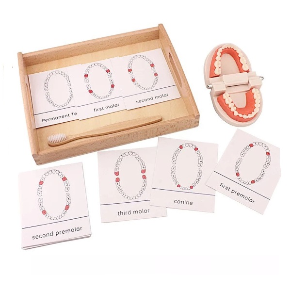 do-choi-Montessori-danh-rang-2