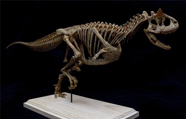 mo-hinh-xuong-khung-long-carnotaurus-h5