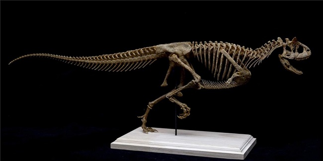 mo-hinh-xuong-khung-long-carnotaurus-h6