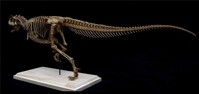mo-hinh-xuong-khung-long-carnotaurus-h7