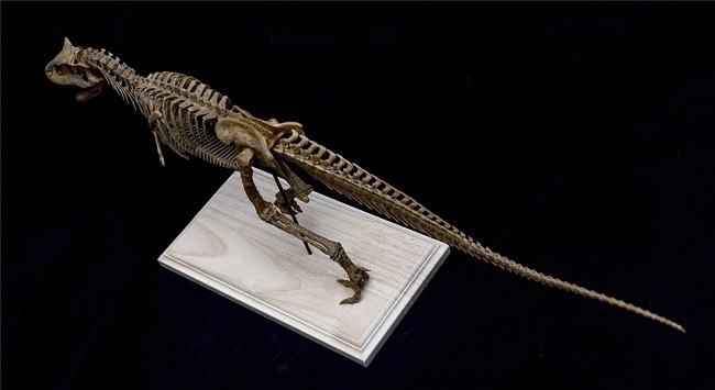 mo-hinh-xuong-khung-long-carnotaurus-h8