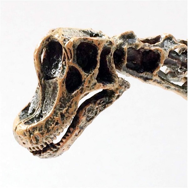 mo-hinh-xuong-khung-long-co-dai-brachiosaurus-h6
