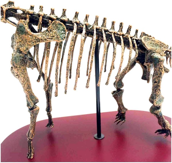 mo-hinh-xuong-khung-long-co-dai-brachiosaurus-h7
