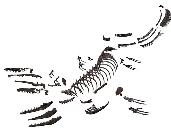 mo-hinh-xuong-khung-long-mosasaurus-h6