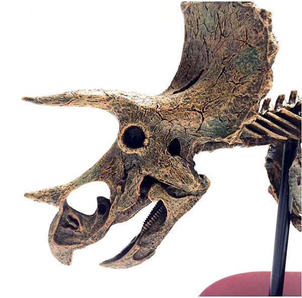 mo-hinh-xuong-khung-long-triceratops-h6