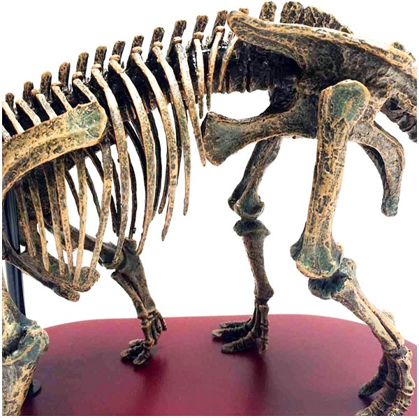 mo-hinh-xuong-khung-long-triceratops-h7