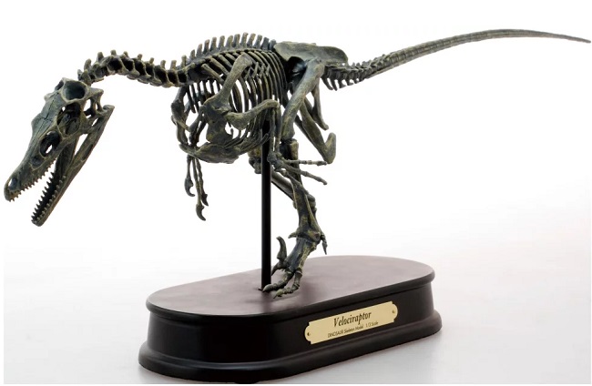 mo-hinh-xuong-khung-long-velociraptor-h5